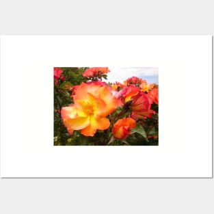 Red Yellow Orange Roses Posters and Art